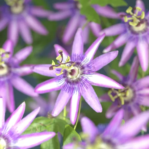 Passiflora 'Amethyst'
