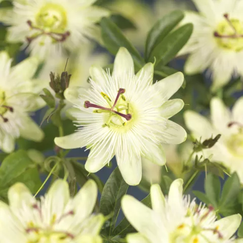 Passiflora 'Avalanche'