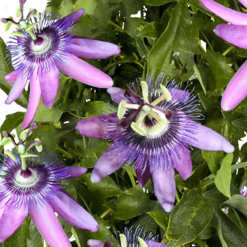 Passiflora 'Betty Miles Young'