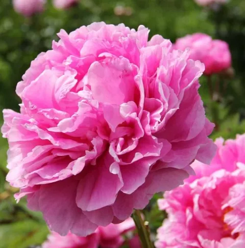 Paeonia (LD) 'Alexander Fleming'