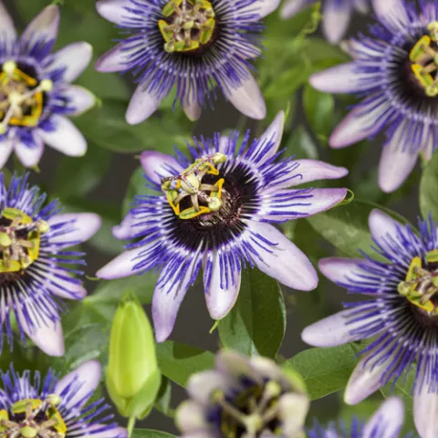 Passiflora 'Damsel's Delight'