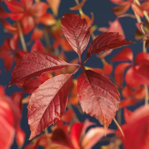 Parthenocissus quinquefolia 'Engelmannii'