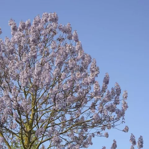 Paulownia fortunei 'Fast Blue'