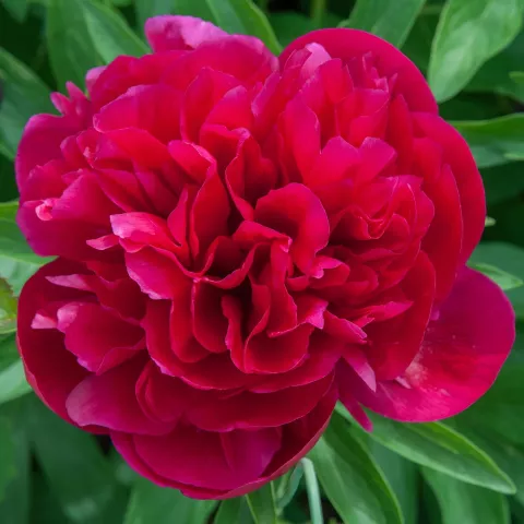Paeonia (LD) 'Kansas'
