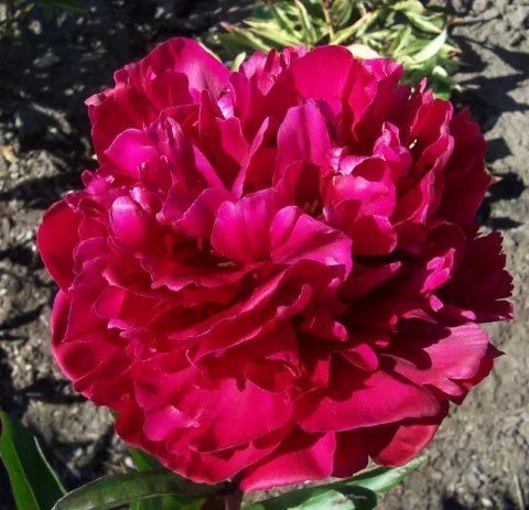 Paeonia (LD) 'Karl Rosenfield'