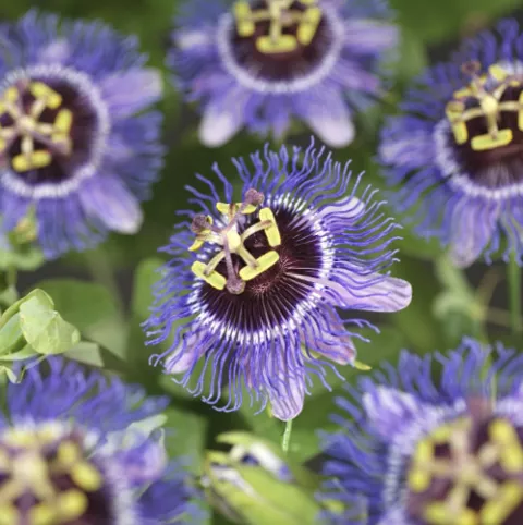 Passiflora 'Purple Rain'