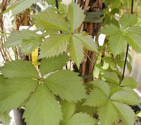 Parthenocissus quinquefolia