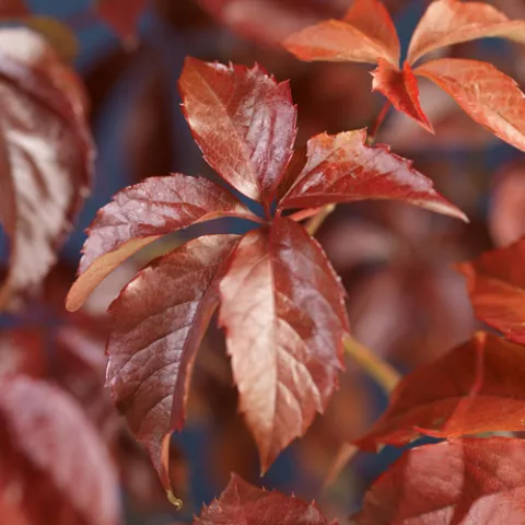 Parthenocissus quinquefolia