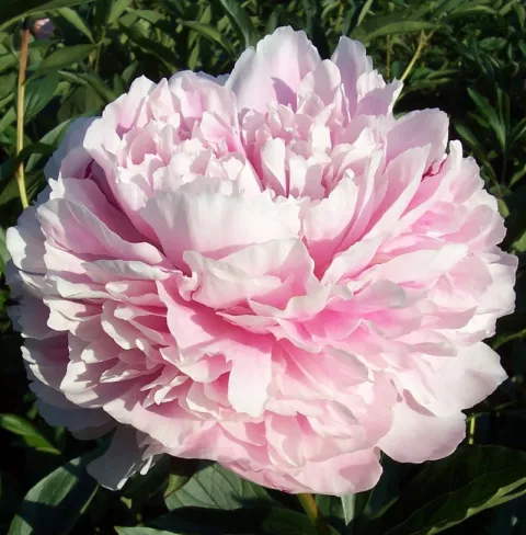 Paeonia (LD) 'Sarah Bernhardt'