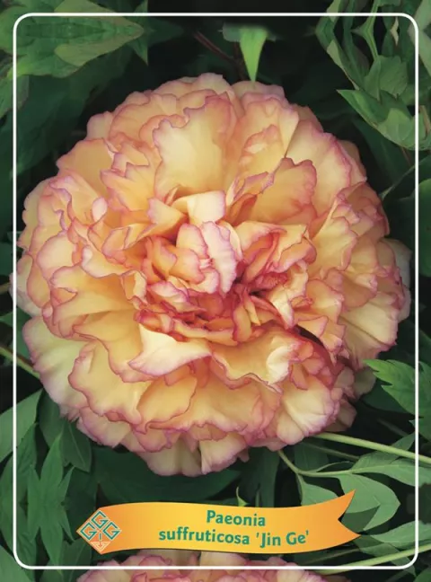 Paeonia suffr. 'Jin Ge'