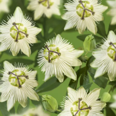 Passiflora 'Snow Queen' PBR