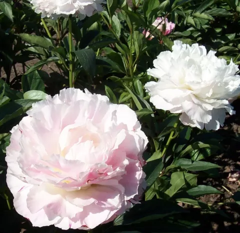Paeonia (LD) 'Shirley Temple'