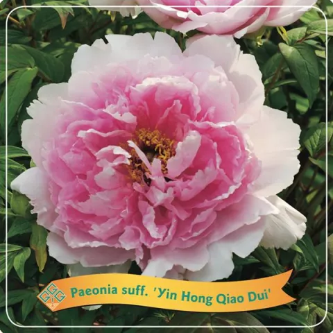 Paeonia suffr. 'Yin Hong Qiao Dui'