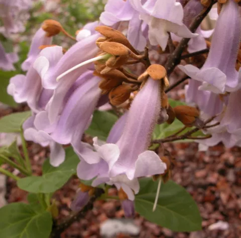 Paulownia tomentosa
