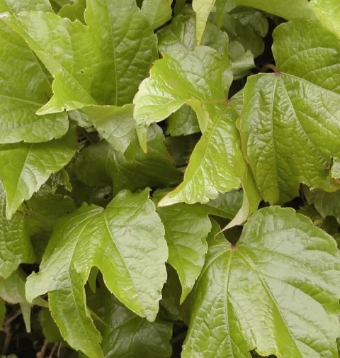 Parthenocissus tricusp. 'Veitchii'