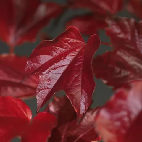 Parthenocissus tricusp. 'Veitchii'