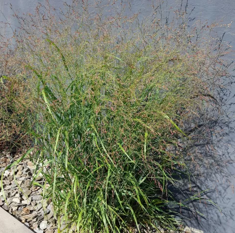 Panicum virg. 'Stäfa'