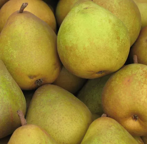 Peer 'BEURRÉ HARDY'