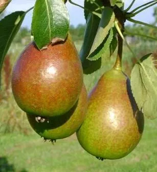 Peer 'BONNE L. D'AVRANCHES' 