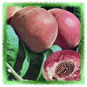 Perzik 'RIGA' bloedperzik