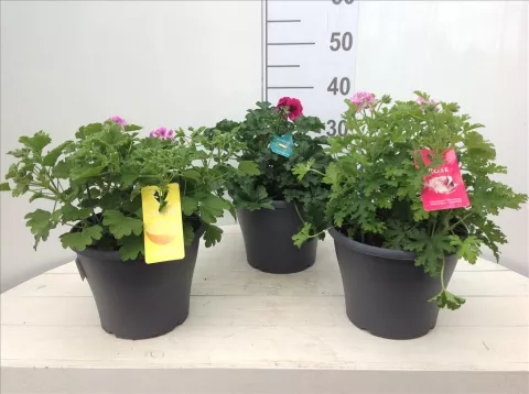 GEURGERANIUM Pelargonium