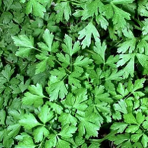 PETERSELIE PLATTE Petroselinum c. 'Neapolitanum'