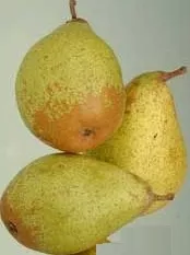 Peer 'COMTESSE DE PARIS'