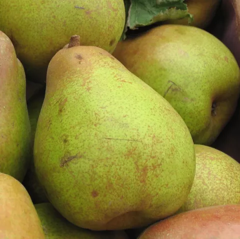 Peer 'DOYENNÉ DU COMICE'