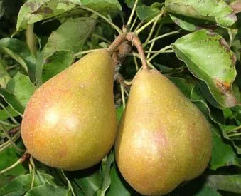 Peer 'GIESER WILDEMAN'