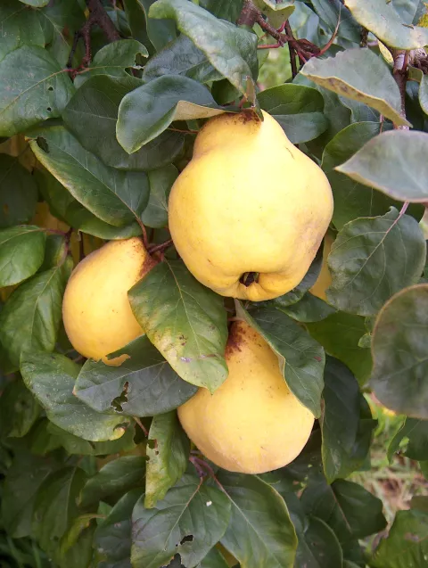 Cydonia oblonga Kweepeer 'Gigante de Wranja'