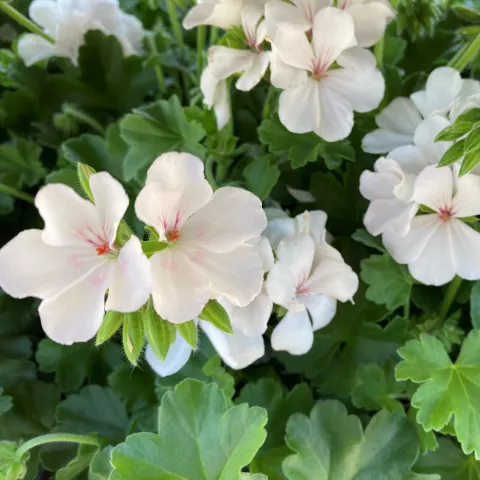Pelargonium STAAND