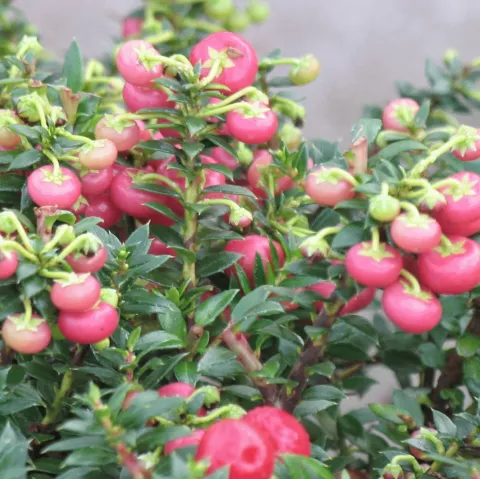 Pernettya mucr. (vrouwelijk)