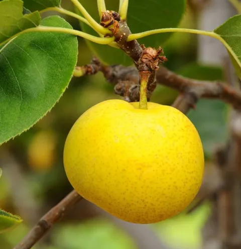 Peer Nashi 'NIJISSEIKI'