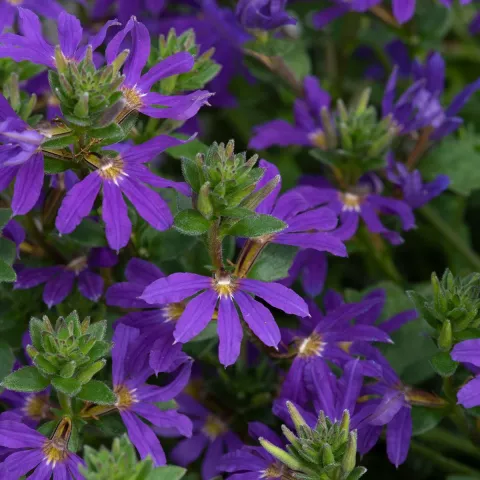 Scaevola