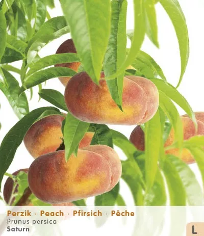 Perzik 'SATURN'