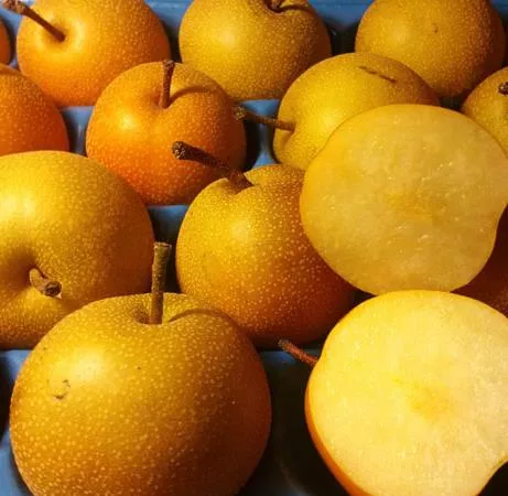 Peer Nashi 'SHINSEIKI'