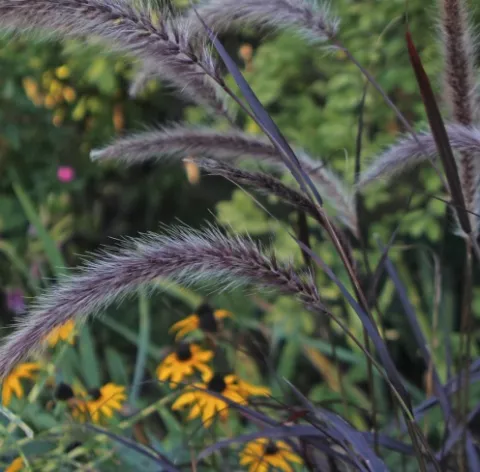 Pennisetum setaceum 'Summer Samba'