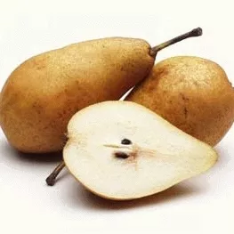 Peer 'TRIOMPHE DE VIENNE'