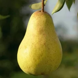 Peer 'WILLIAMS DUCHESS'