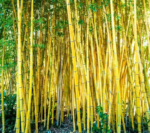 Phyllostachys aureosulc. 'Aureocaulis'