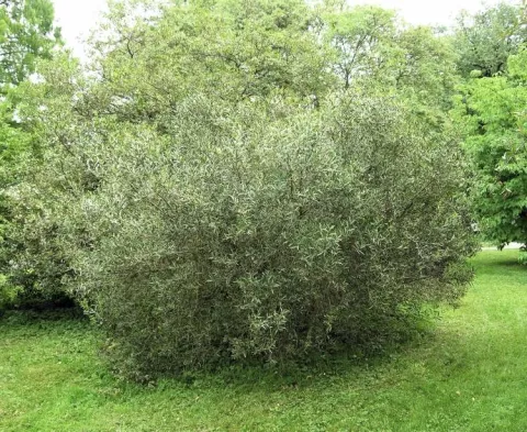 Phillyrea angustifolia