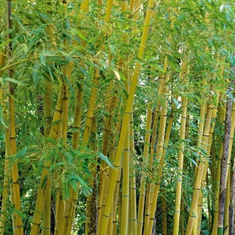 Phyllostachys aurea