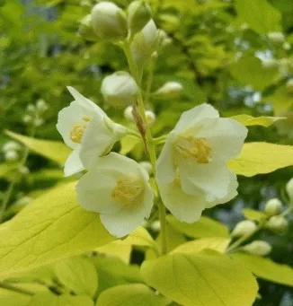 Philadelphus coron. 'Aureus'