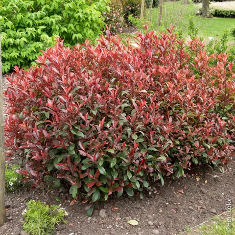 Photinia fraseri 'Carré Rouge' (compacta)