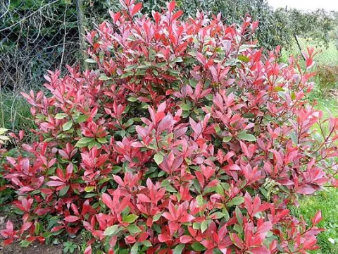 Photinia fraseri 'Little Red Robin'