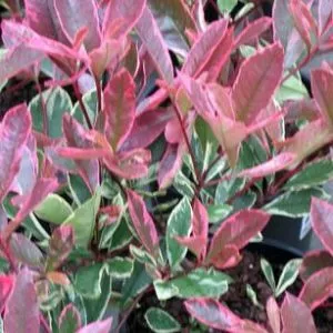 Photinia fraseri 'Pink Marble'
