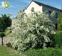 Philadelphus 'Lemoinei'