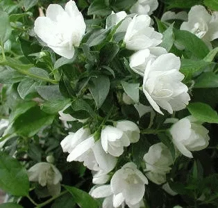 Philadelphus 'Manteau d'Hermine'
