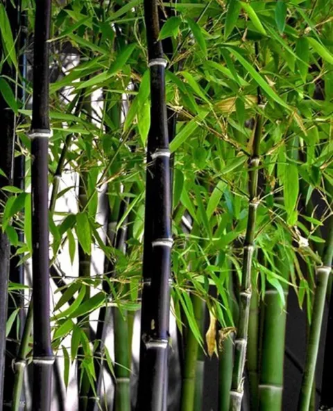 Phyllostachys nigra