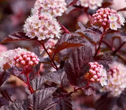Physocarpus opulif. 'Lady in Red'